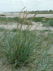 Leymus arenarius