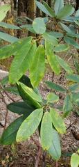 Rhododendron barbatum