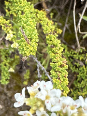 Acantholippia seriphioides