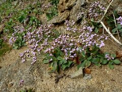 Limonium normannicum