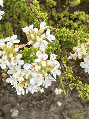 Acantholippia seriphioides