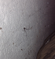Physocyclus globosus