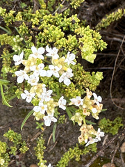 Acantholippia seriphioides