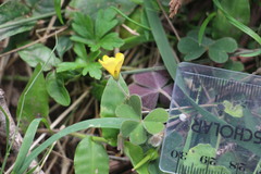 Oxalis chnoodes