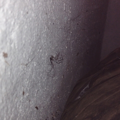 Physocyclus globosus