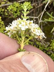 Acantholippia seriphioides