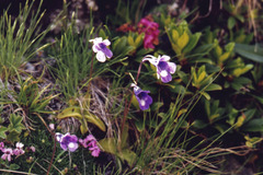 Pinguicula leptoceras