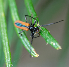 Stenoderus suturalis