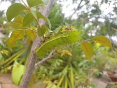 Syntherata melvilla