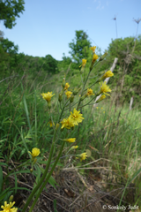 Crepis praemorsa