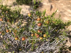 Dodonaea hexandra