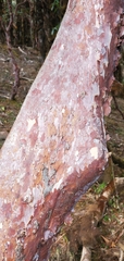 Rhododendron barbatum