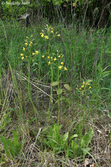 Crepis praemorsa