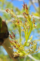 Fraxinus mandshurica