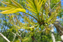 Fraxinus mandshurica
