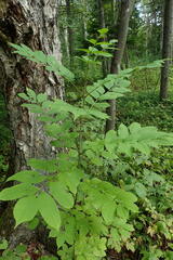 Fraxinus mandshurica