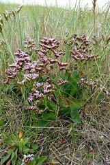 Limonium normannicum