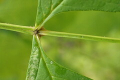 Fraxinus mandshurica