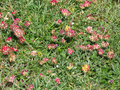 Anthyllis vulneraria