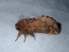 Ptilophora plumigera