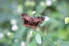 Achlyodes busirus
