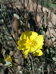 Cistus halimifolius