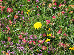 Anthyllis vulneraria