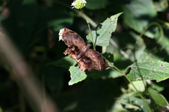 Achlyodes busirus