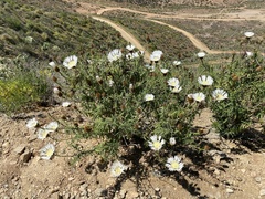 Plectocephalus chilensis