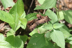 Achlyodes busirus