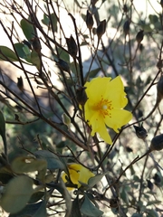 Cistus halimifolius