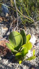 Mairia coriacea
