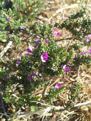 Muraltia macropetala