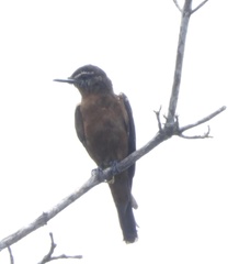 Hirundinea ferruginea