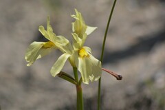 Moraea anomala