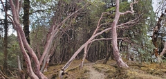 Rhododendron barbatum