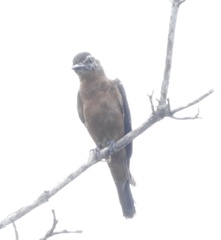 Hirundinea ferruginea