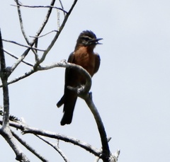 Hirundinea ferruginea