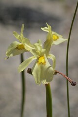 Moraea anomala