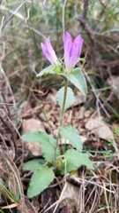 Campanula glomerata