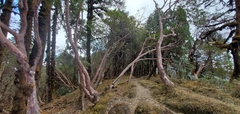 Rhododendron barbatum