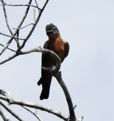 Hirundinea ferruginea