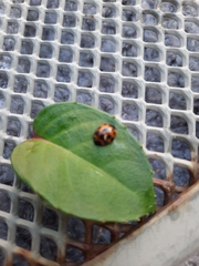 Harmonia axyridis