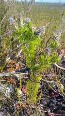 Paranomus abrotanifolius