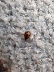 Harmonia axyridis