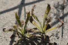 Drosera hilaris