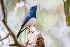 Myiagra cyanoleuca