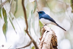 Myiagra cyanoleuca