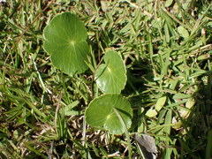 Hydrocotyle bonariensis
