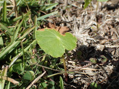 Hydrocotyle bonariensis